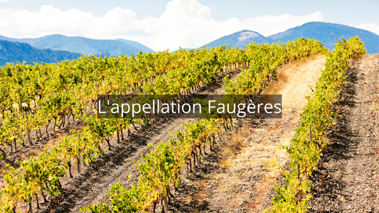 L’appellation Faugères : une pépite du Languedoc